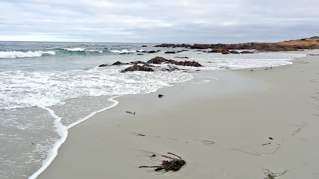 California-06595 -  Asilomar State Beach