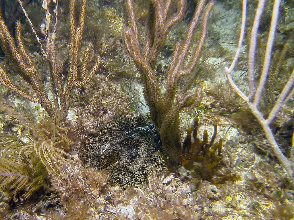 Spot the Stingray off Bahia Honda