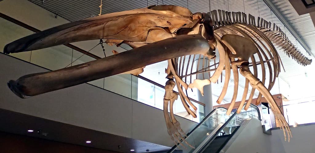 Balaenoptera physalus (finback whale) (North Atlantic Ocean) 2