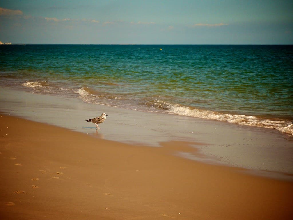 Praia da Ilha de Tavira — photo by Stephi 2006