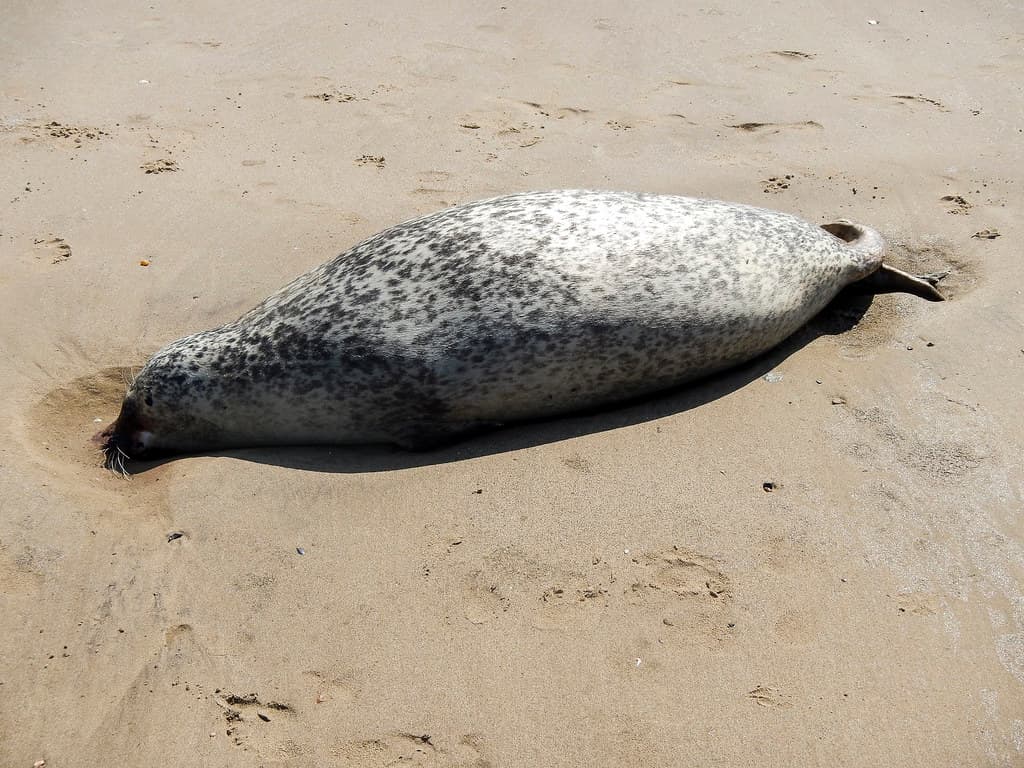Dead Harbour Seal