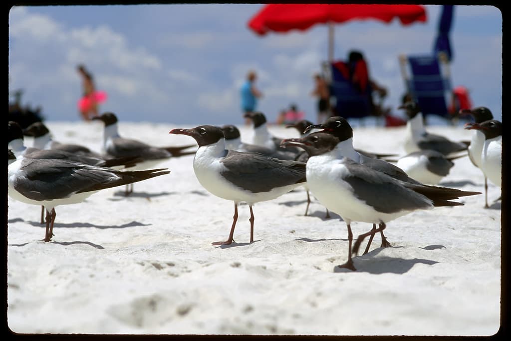 Gulls - Ship Island, Mississippi