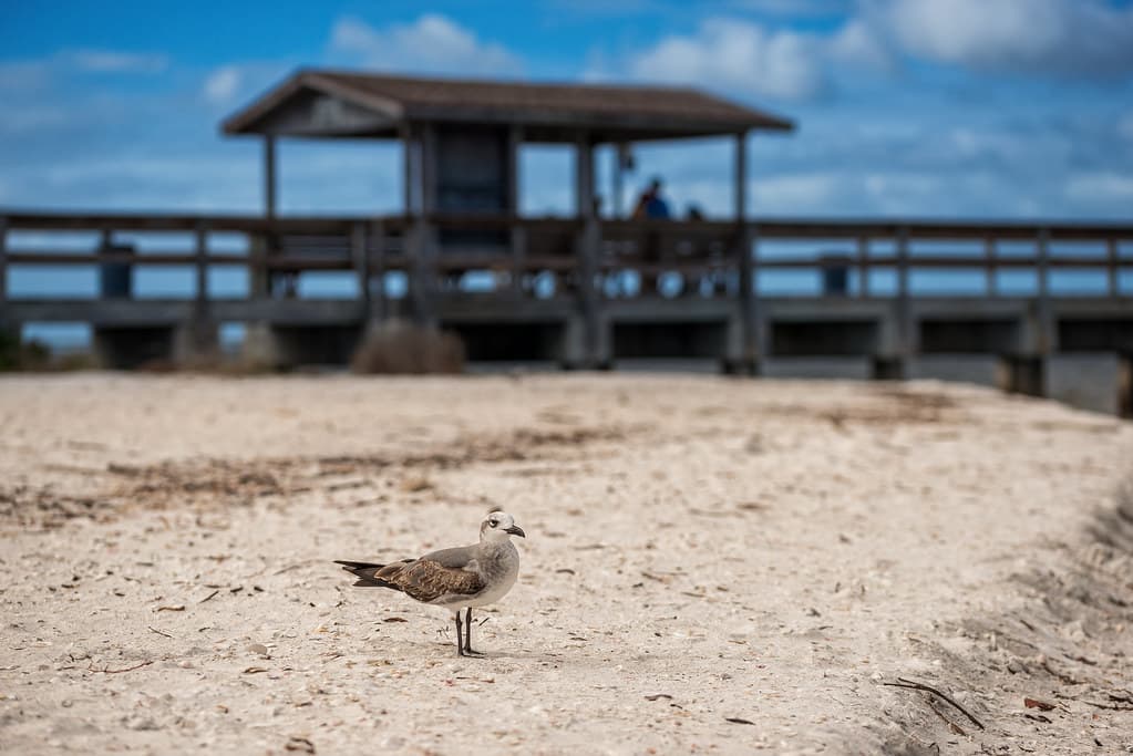 Sanibel Island Pier