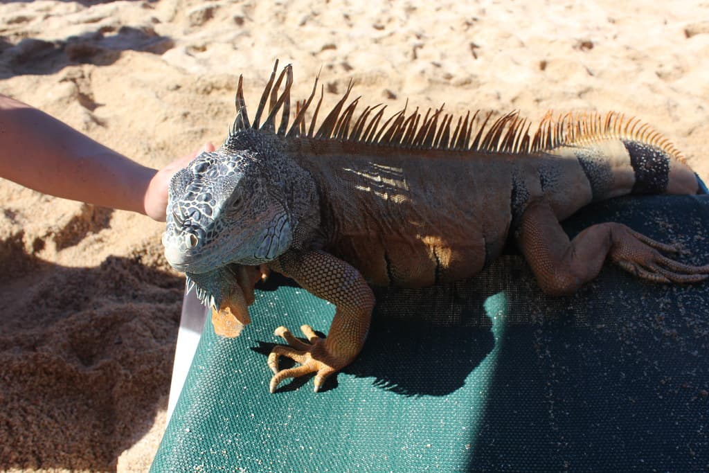Yelapa: Iguana