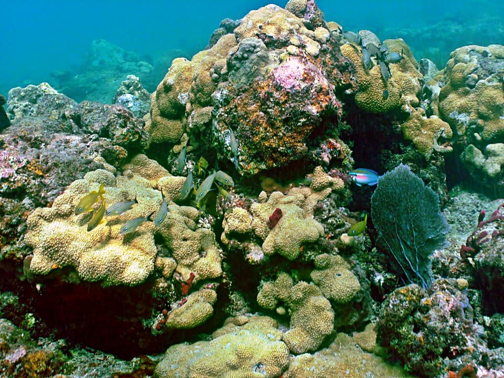 On the Reef: Lauderdale by the Sea, Florida