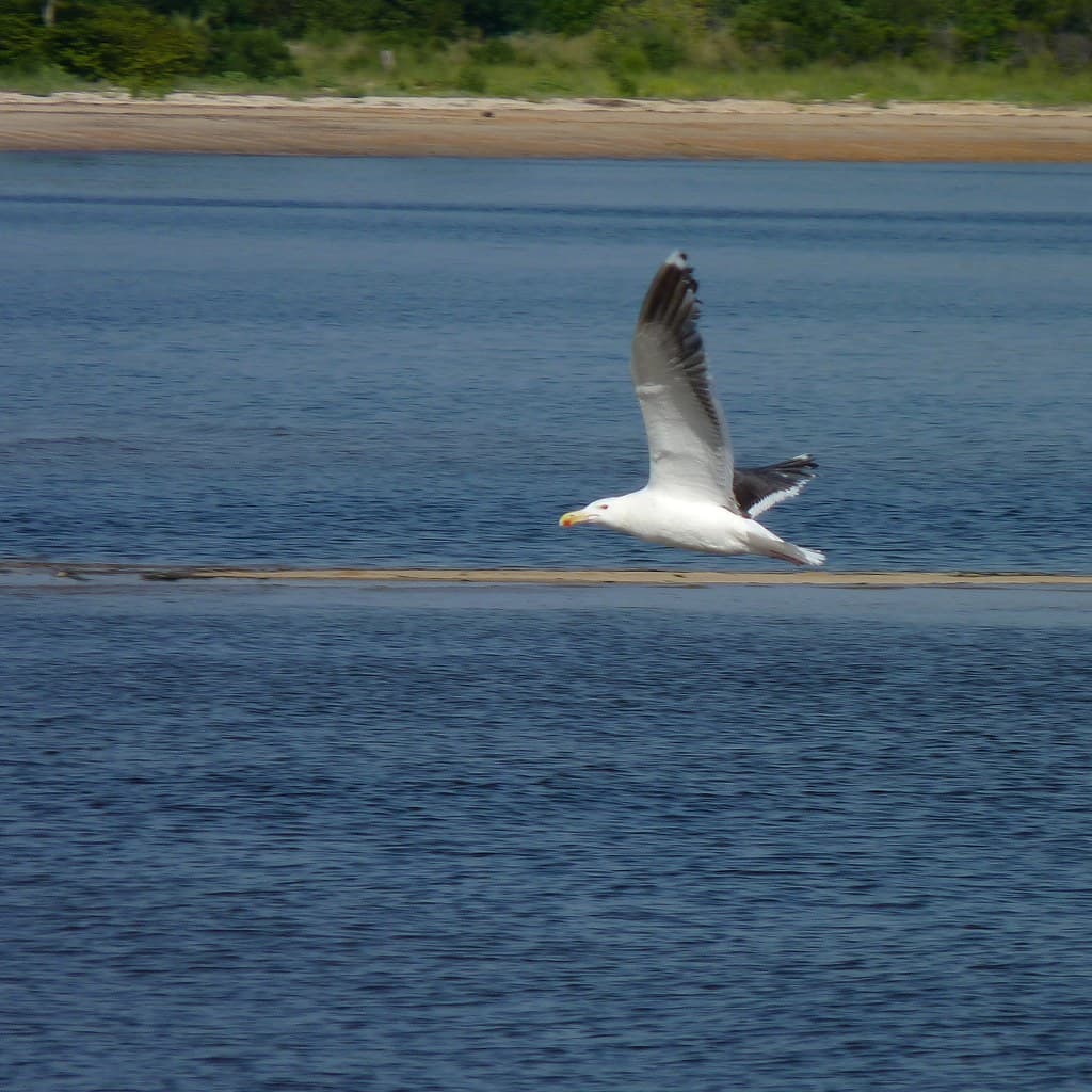 Great Black-backed Gull in flight