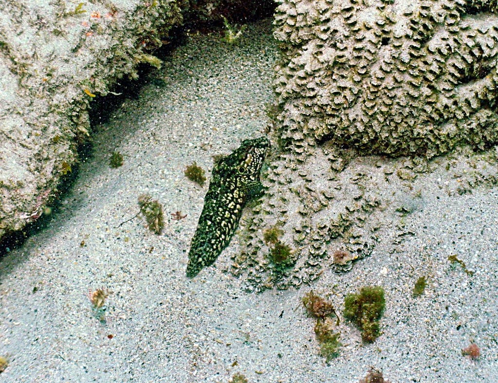 Coral Cove Park, Jupiter Island Florida: Hairy Blenny? Close-up