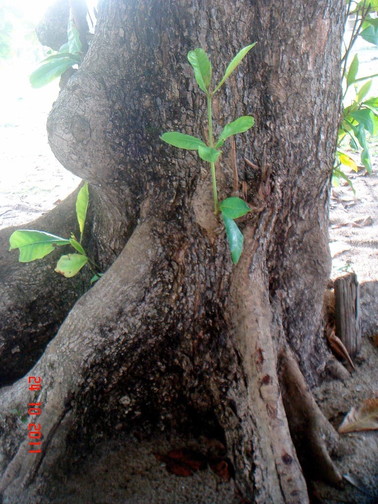 Terminalia catappa L.