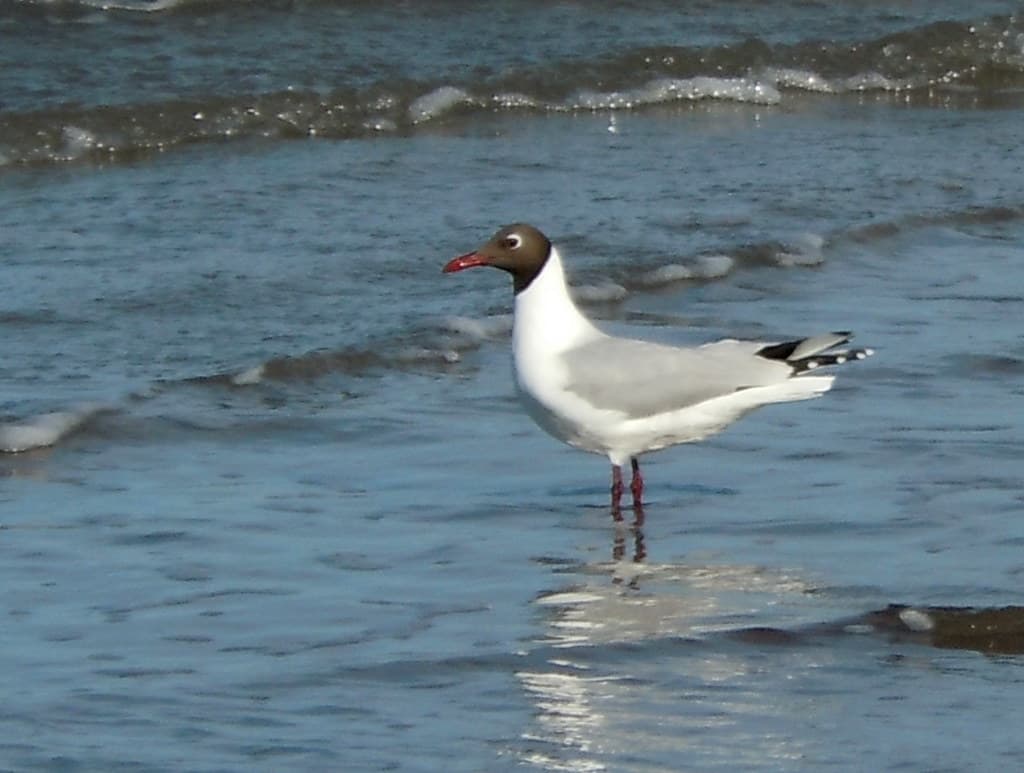 Persiguiendo gaviotas