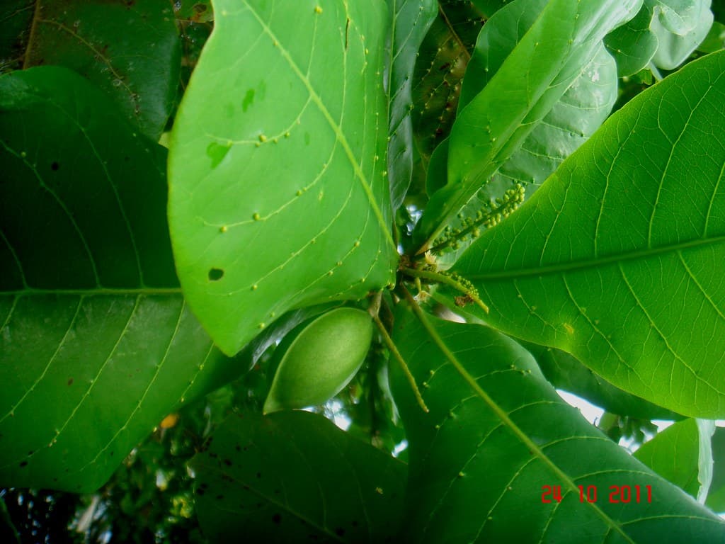 Terminalia catappa L.