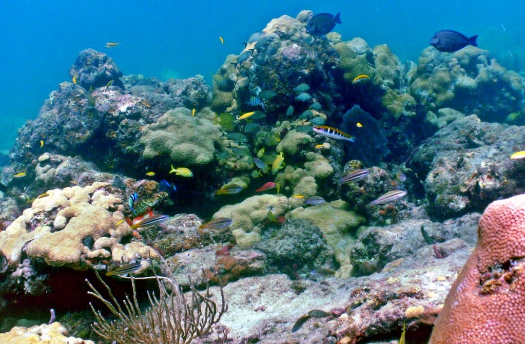 Coral Reef Scene: Lauderdale by the Sea, Florida
