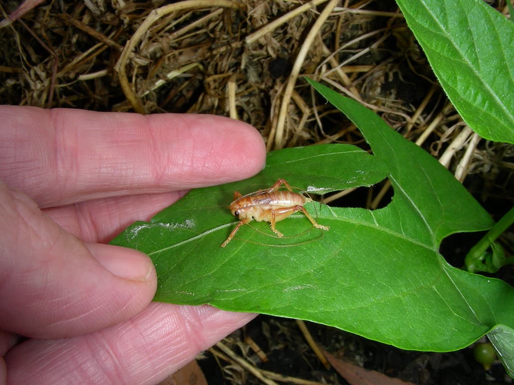 Cricket in the vegetable garden 6