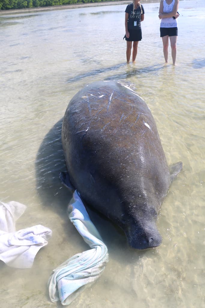 Tidally stranded manatee