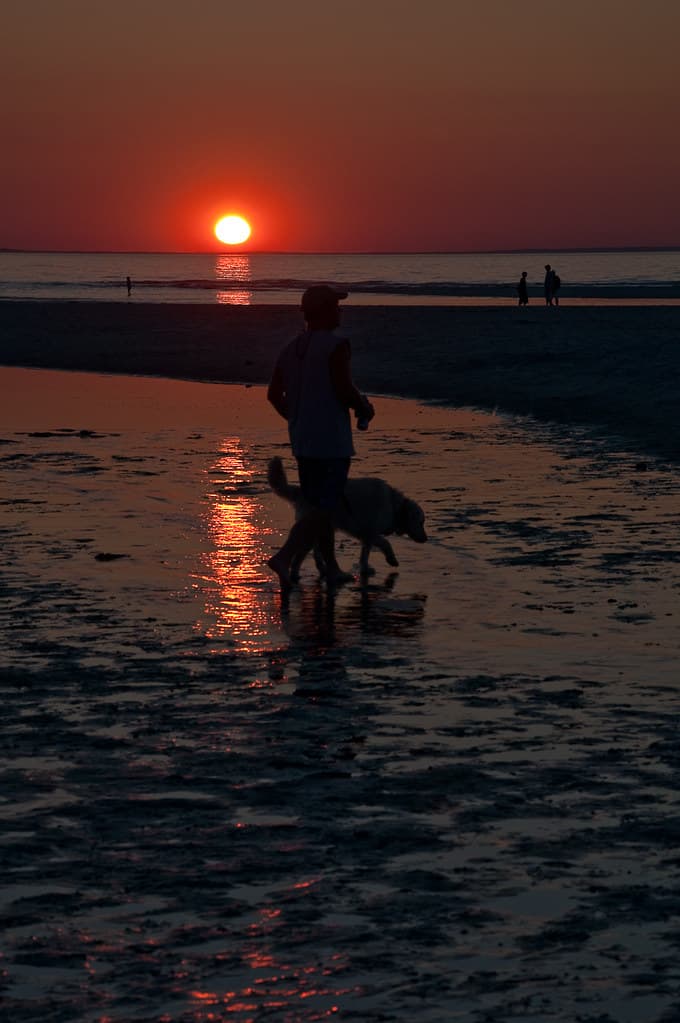 animals not allowed on beach