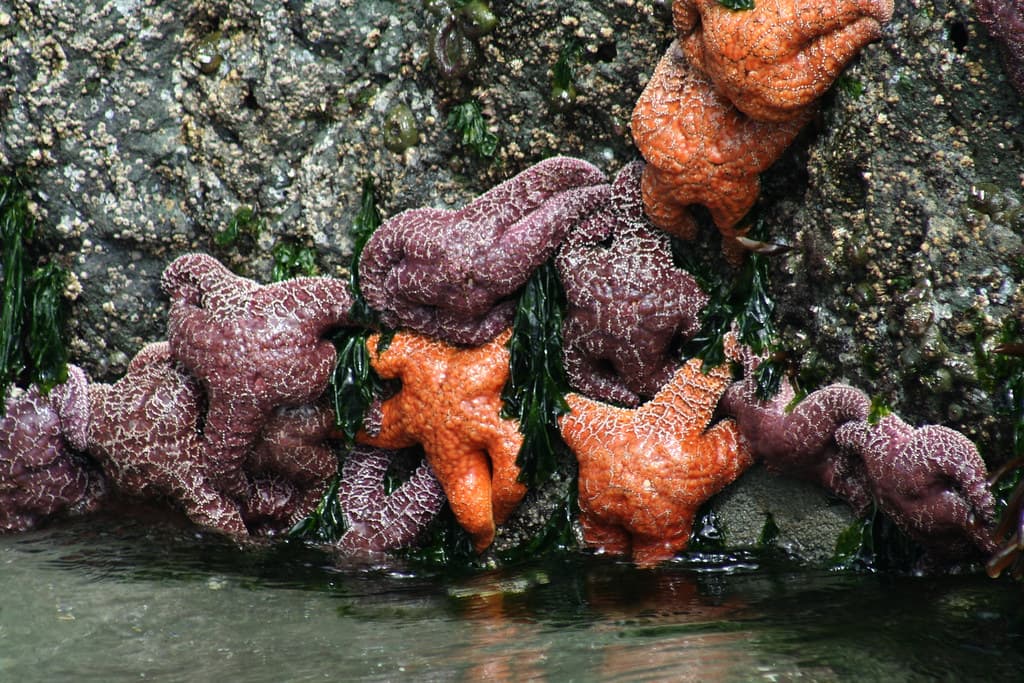 Starfish, Frank Island, Chesterman Beach, Vancouver Island, BC