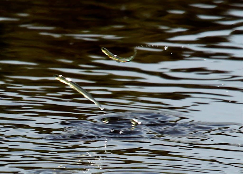 Fish - Common Galaxias