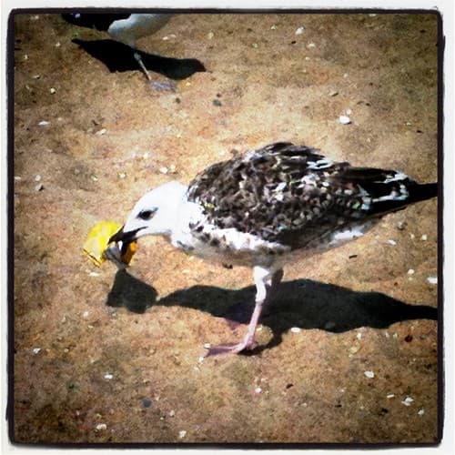 just watched this seagull open a bag of Lay's potato chips #evolution?