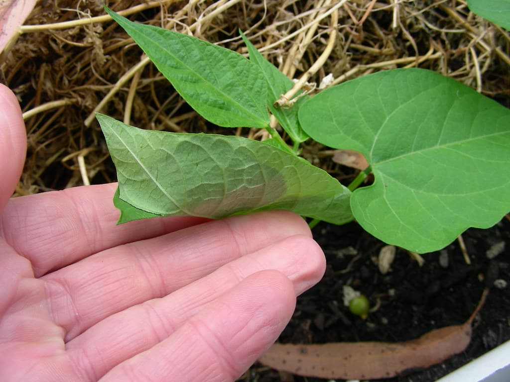 Cricket in the vegetable garden 3