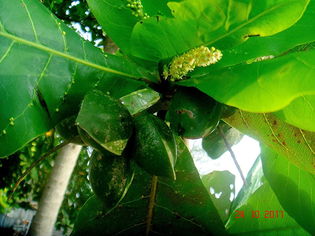 Terminalia catappa L.