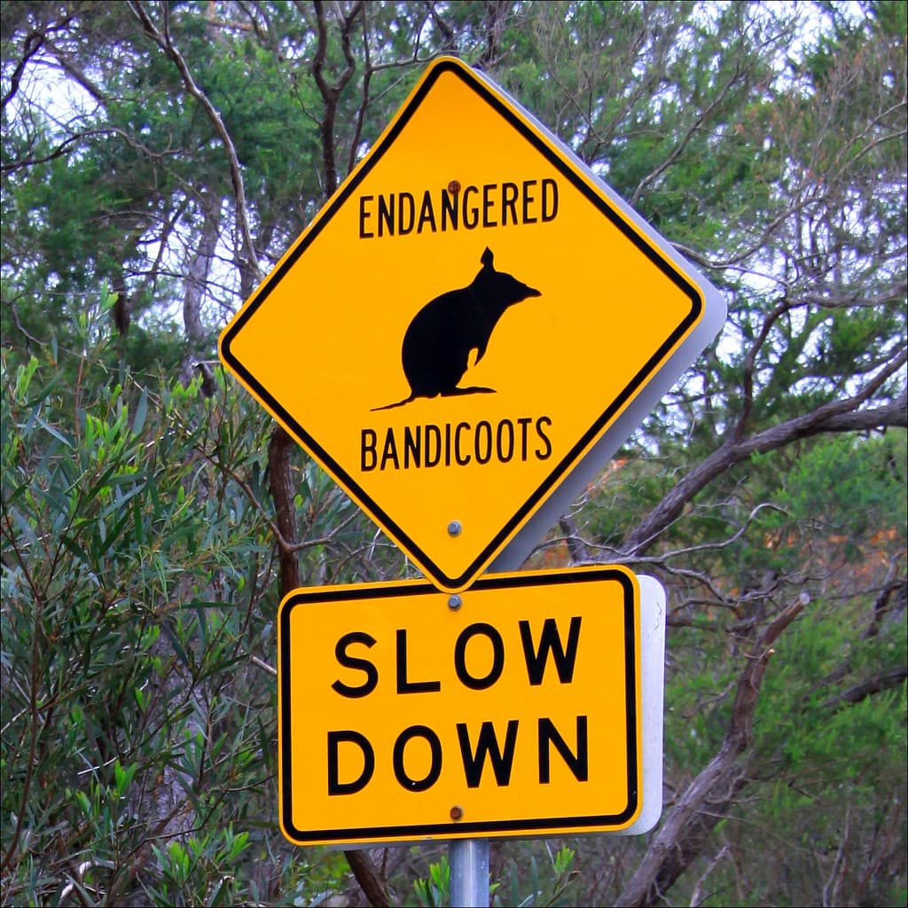 Bandicoots