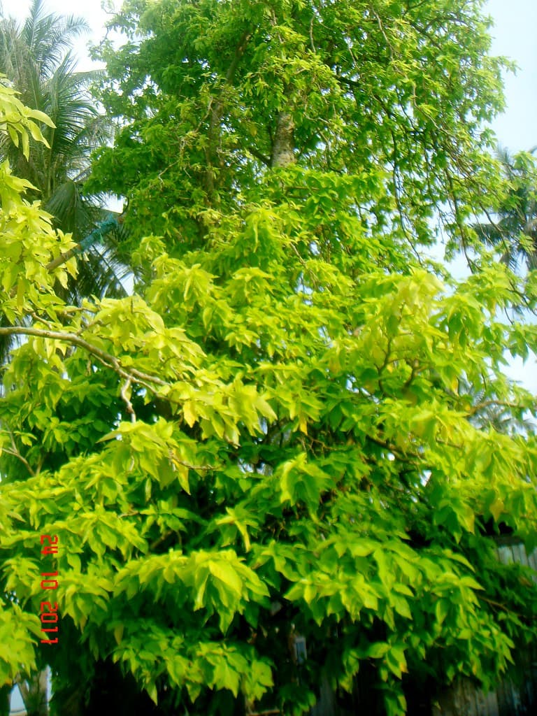 Pisonia grandis R. Br.