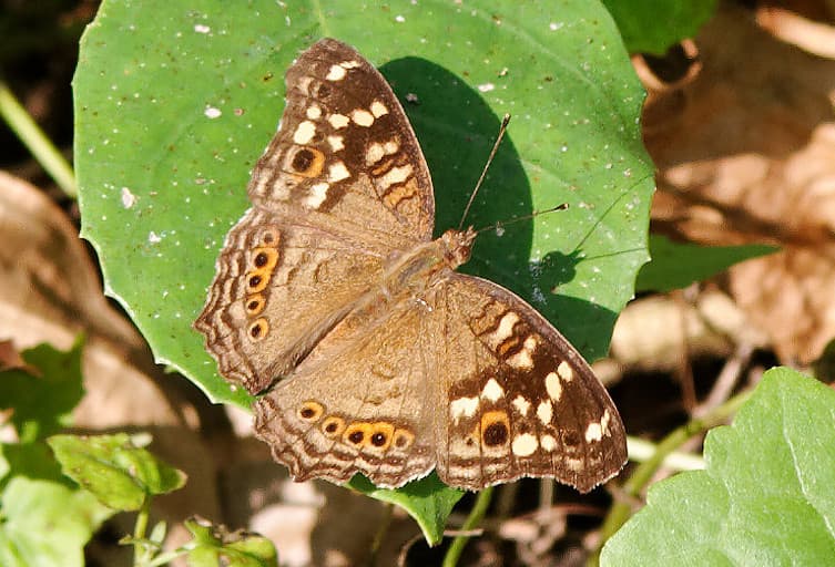 Junonia erigone
