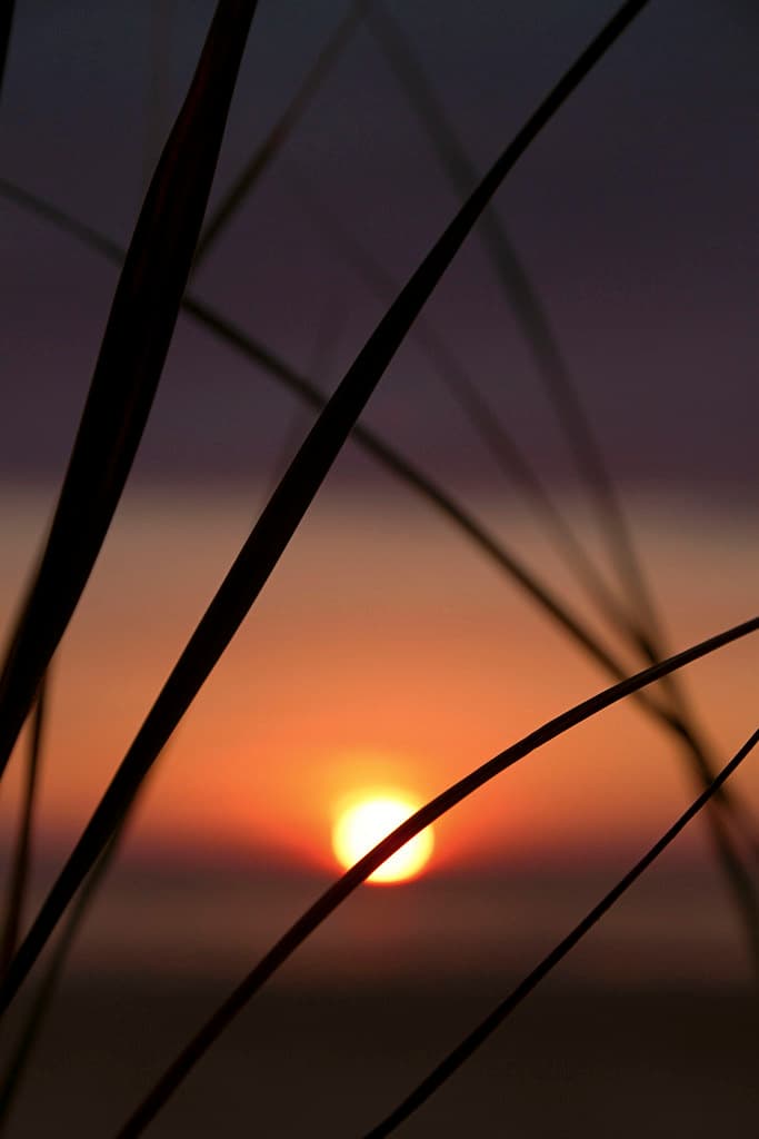 Sunset through Grass