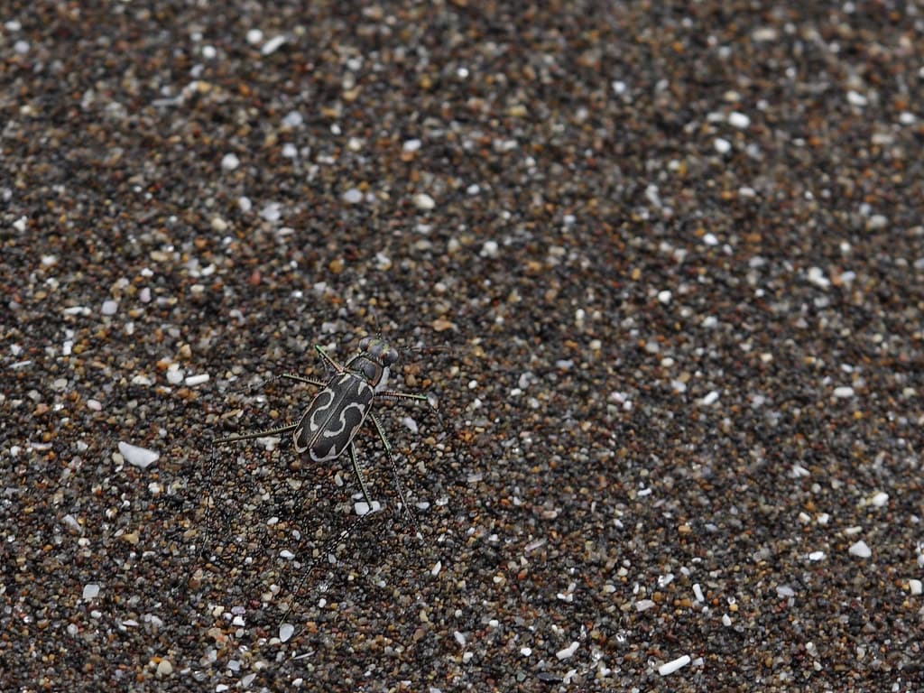 Tiger beetle at the South Sea
