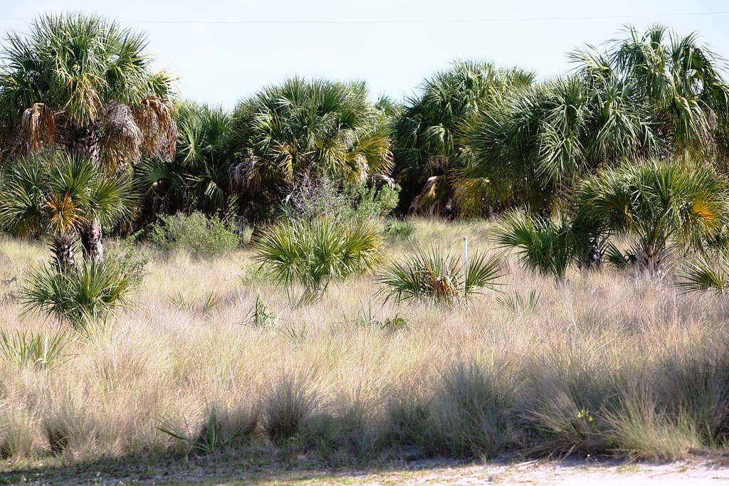Caladesi Island