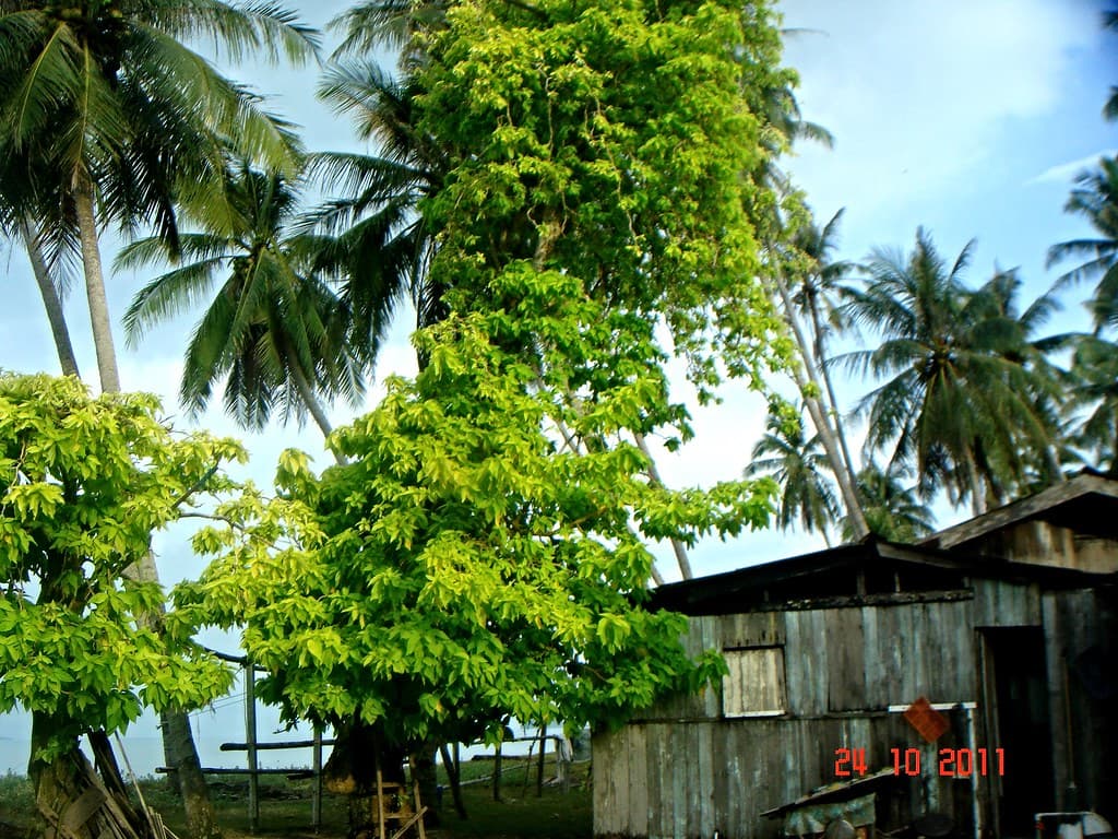 Pisonia grandis R. Br.