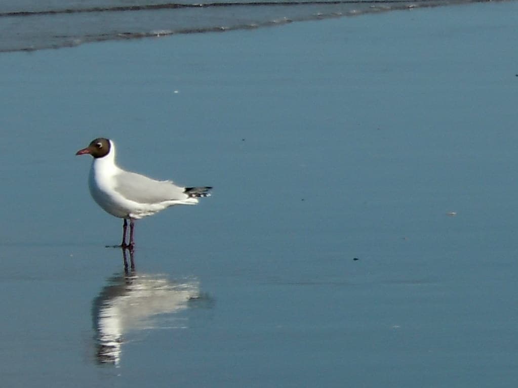 Persiguiendo gaviotas