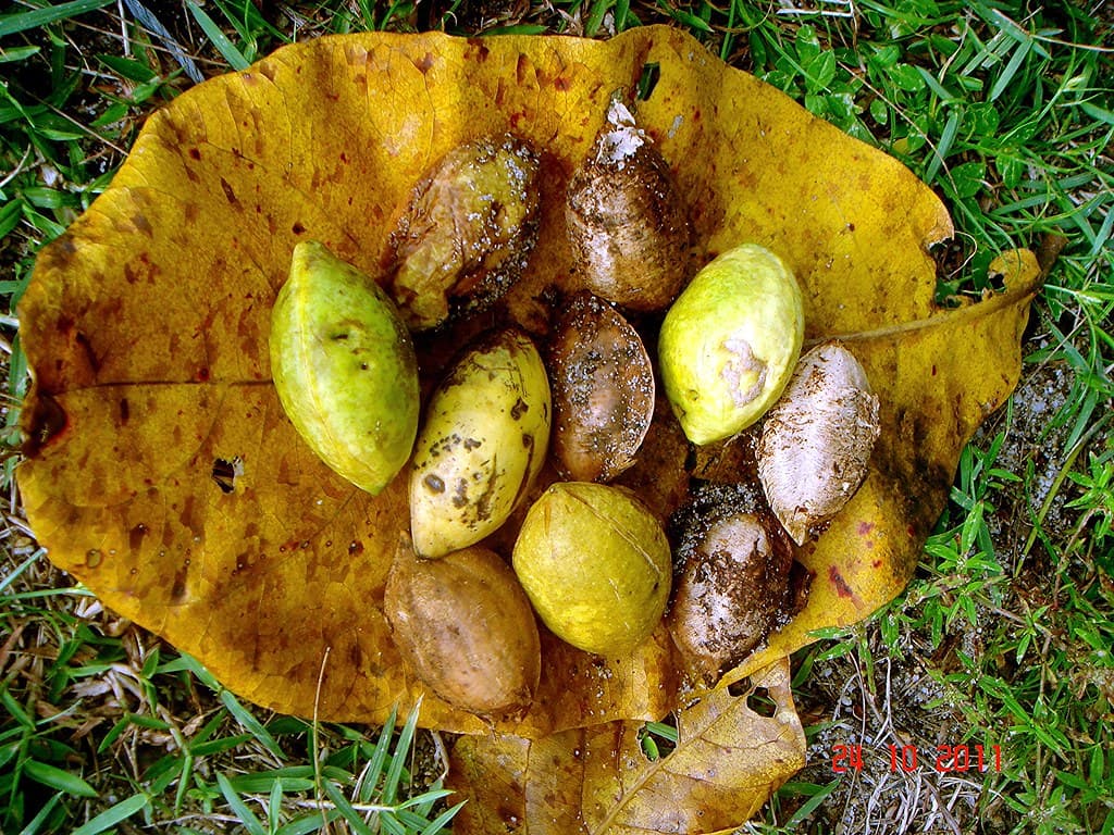 Terminalia catappa L.