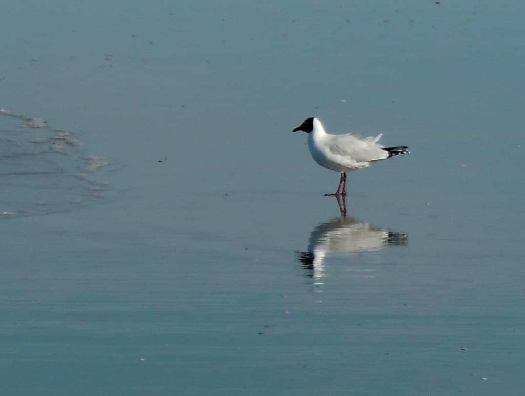 Persiguiendo gaviotas