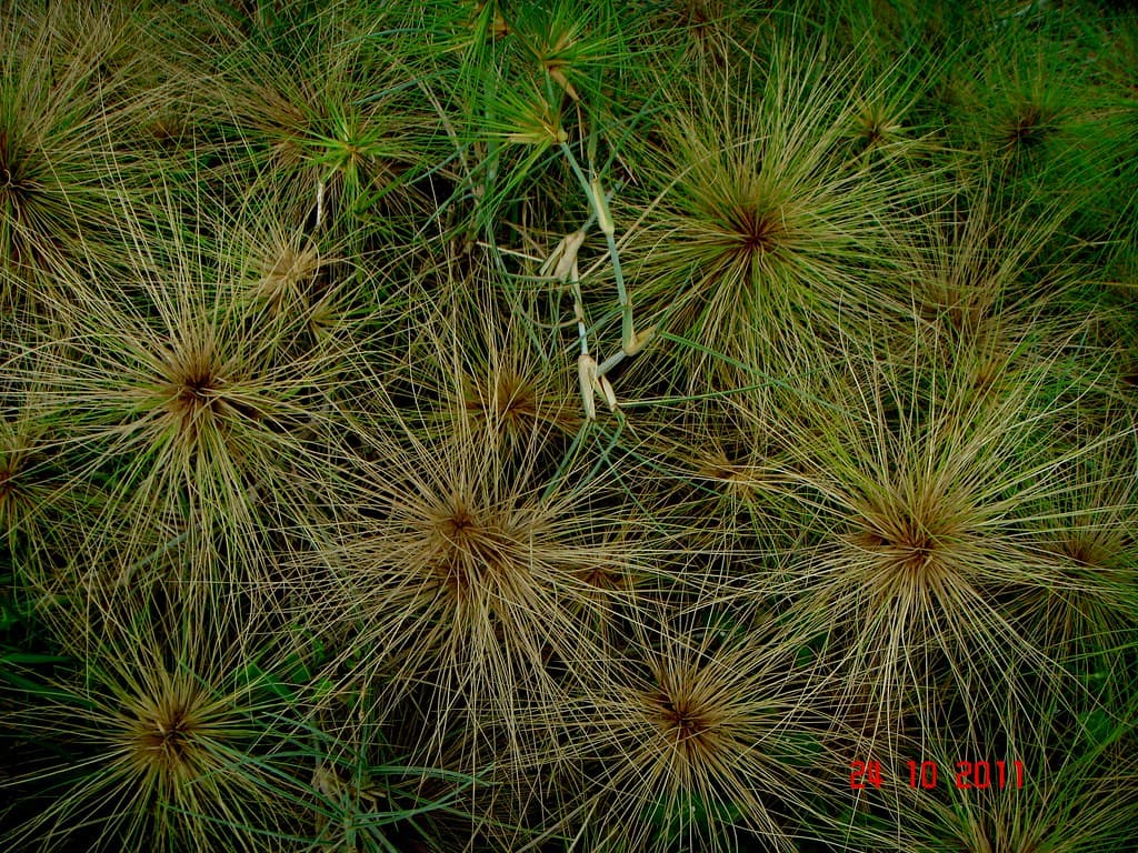 Spinifex longifolius R.Br.