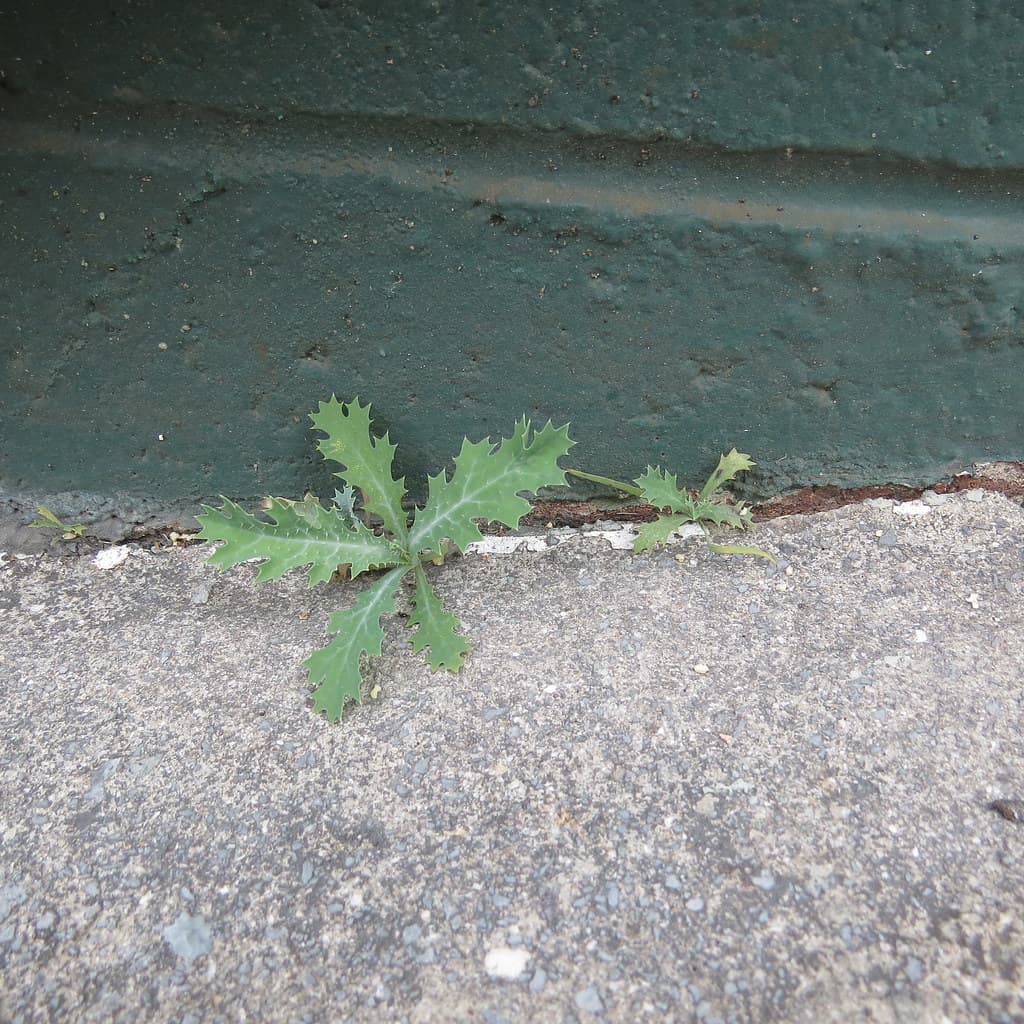 Between a hard place and a hard place