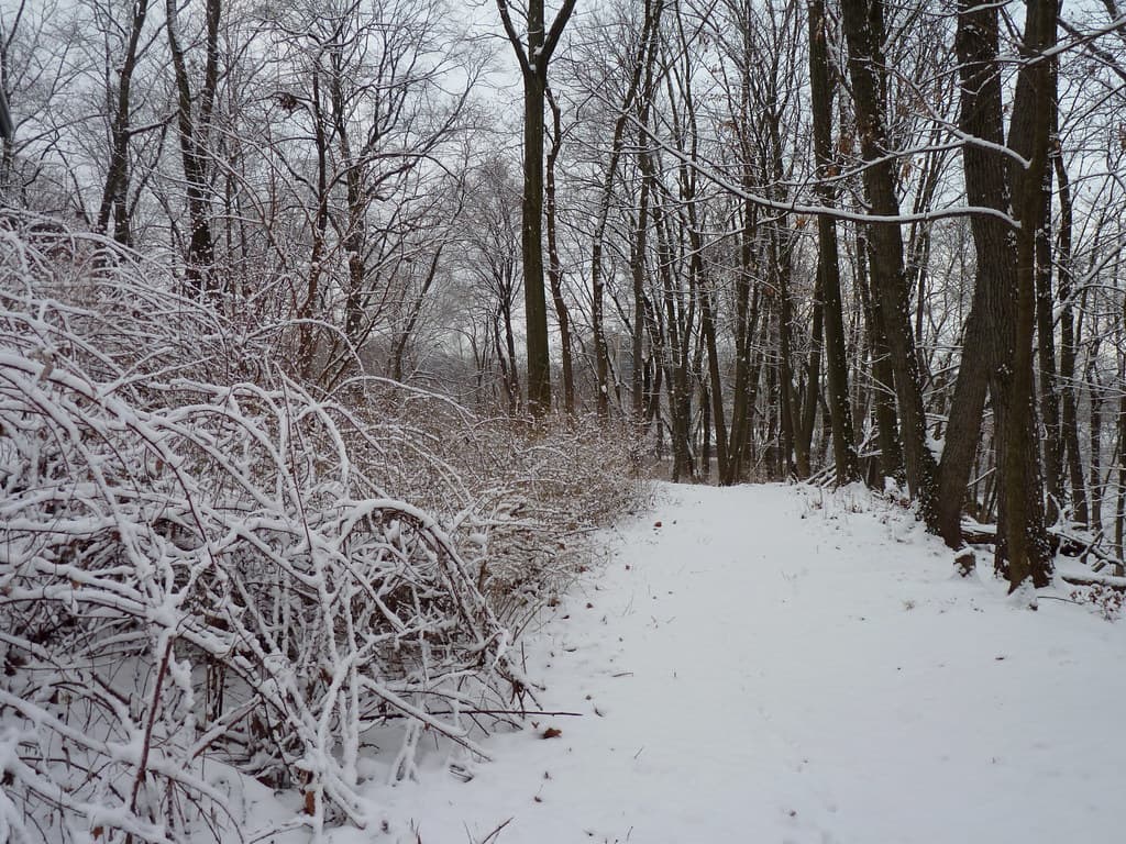 Ravine trail in the snow