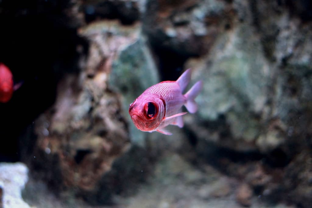 Underwater World. Pulau Langkawi