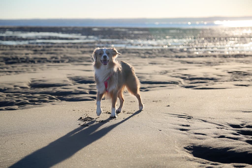 Laika's Long Shadow (Morning Beach Time!)