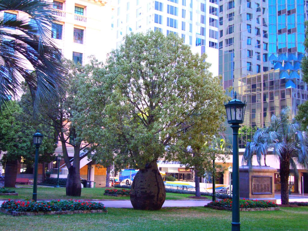Gardens by the Brisbane Cenotaph.  Bottle tree.