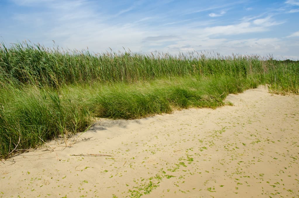 Prospect Bay Beach — photo by chesbayprogram