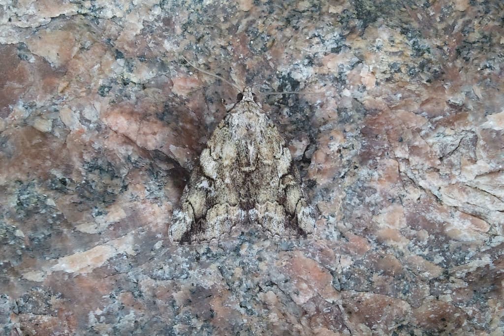 Erebinae: Catocala micronympha (Little Nymph Underwing or Little Bride)