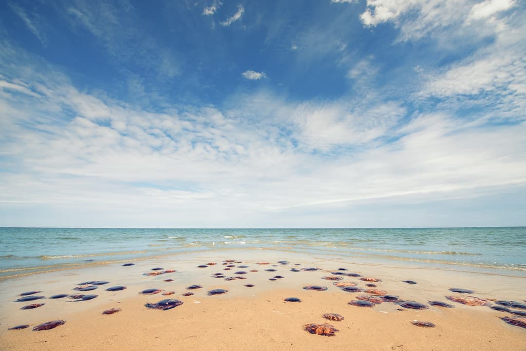 Jellyfish Fest