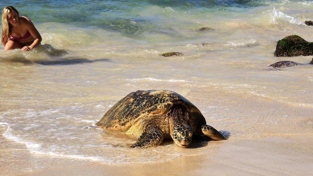 Laniakea Beach, Haleiwa (503582)