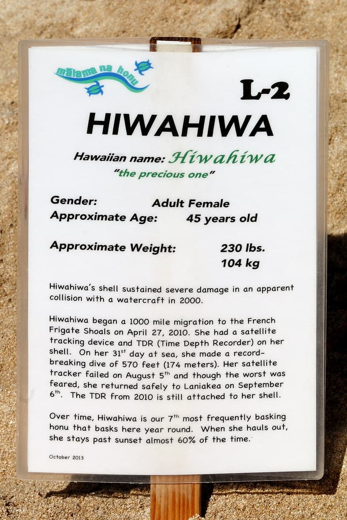 Laniakea Beach, Haleiwa (503590)