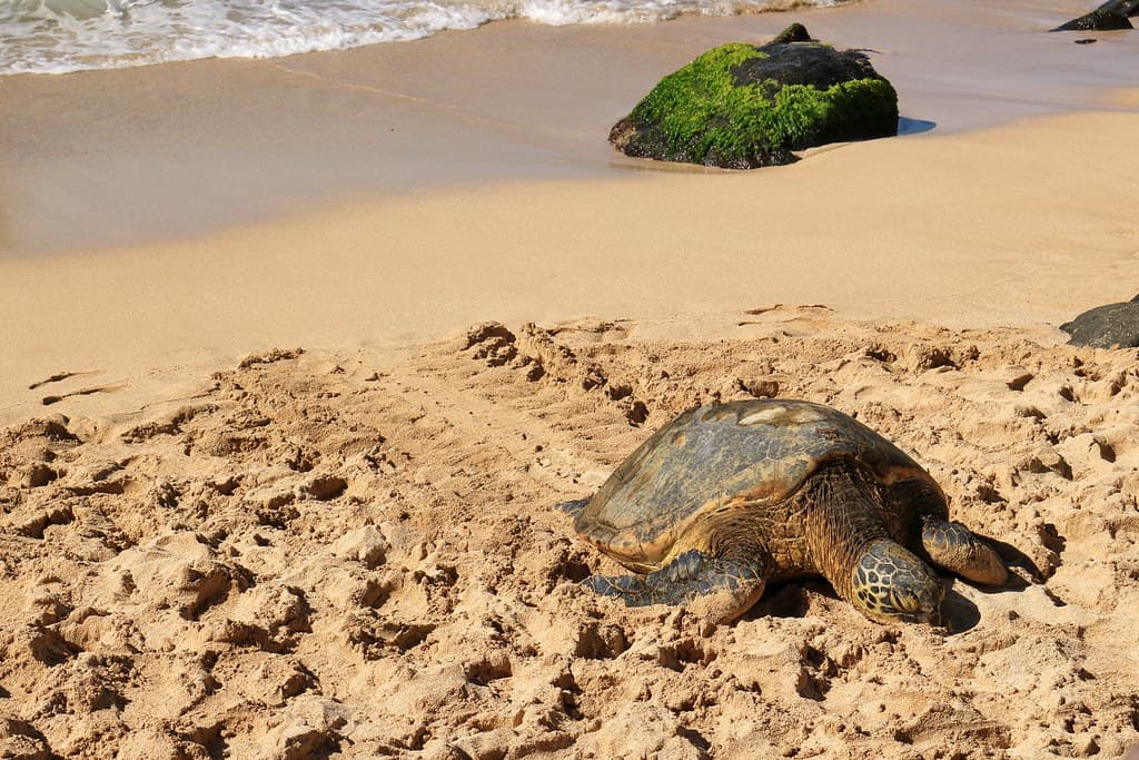 Laniakea Beach, Haleiwa (503596)