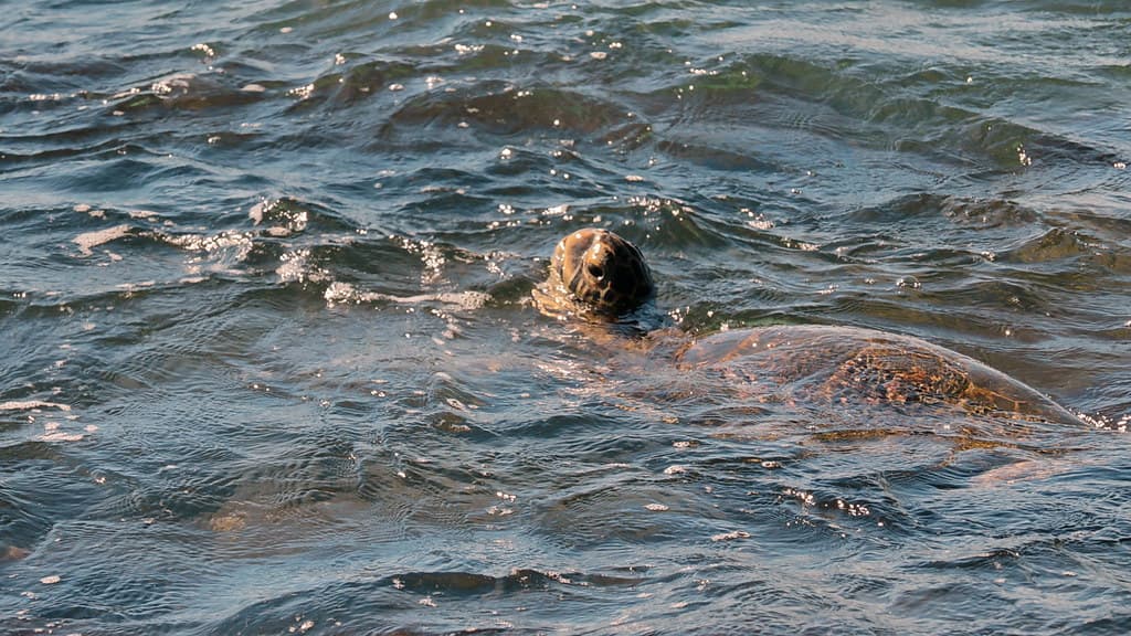 Cape Pu'u Nenue, Laniakea Beach, Haleiwa (503572)