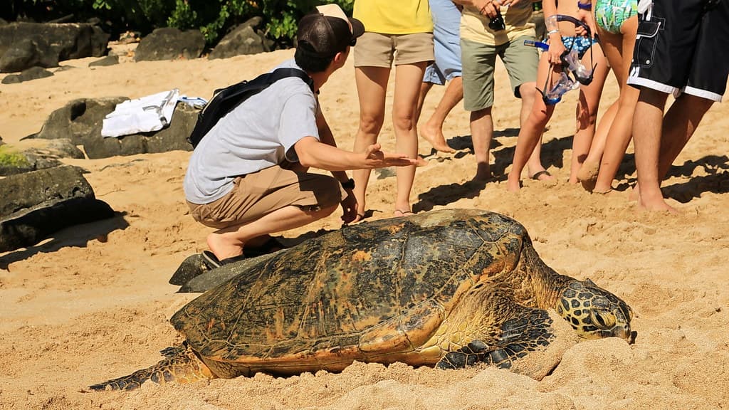 Laniakea Beach, Haleiwa (503591)