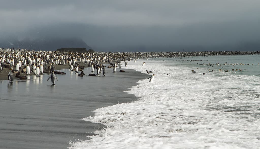 King Penguins on the beach at Salisbury Plain