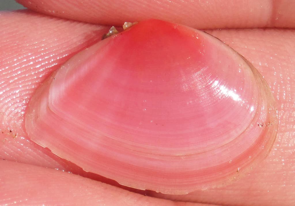 Tellina lineata (rose petal tellin clam) (Bird Key Middle Ground East Beach, Tampa Bay, Florida, USA)