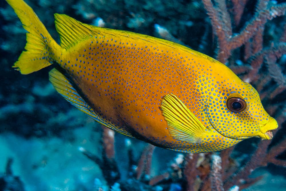 Coral rabbitfish - Siganus corallinus